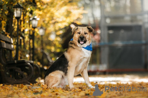 Photo №2 de l'annonce № 156697 de la vente chien bâtard - acheter à Fédération de Russie annonce privée