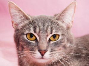 Photo №2 de l'annonce № 1007 de la vente chat de gouttière - acheter à Fédération de Russie annonce privée