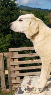 Photo №3. Chiot de berger d'Alabai d'Asie centrale. Serbie