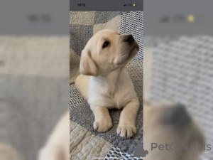 Photo №3. Chiots de Labrador de pure. Allemagne