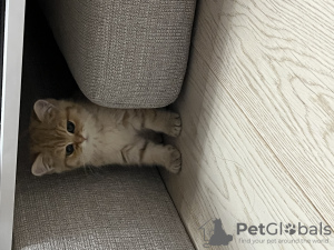 Photos supplémentaires: Relogement d'un chaton British Shorthair doré