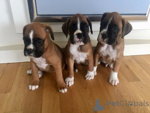 Photo №1. boxer - à vendre en ville de Berlingrod | 450€ | Annonce №169421