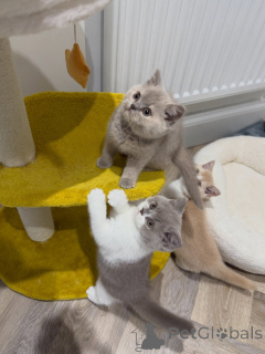 Photo №2 de l'annonce № 176584 de la vente british shorthair - acheter à Pays Bas éleveur
