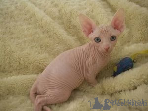 Photo №1. sphynx - à vendre en ville de Palma | négocié | Annonce № 176429