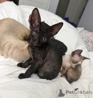 Photo №1. cornish rex - à vendre en ville de Neubiberg | 350€ | Annonce № 177566