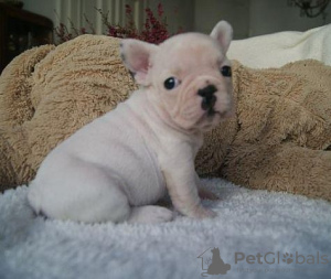 Photo №4. Je vais vendre bouledogue en ville de Штутгарт. annonce privée - prix - 360€