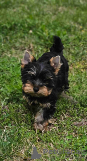 Photo №2 de l'annonce № 109098 de la vente yorkshire terrier - acheter à Allemagne annonce privée, éleveur