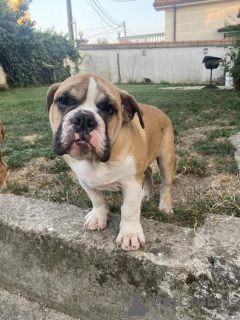 Photo №4. Je vais vendre bulldog anglais en ville de Belgrade. éleveur - prix - négocié