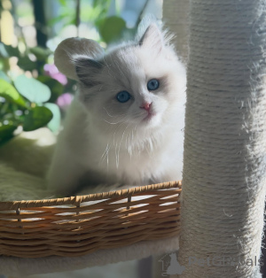 Photo №2 de l'annonce № 170000 de la vente ragdoll - acheter à Allemagne éleveur