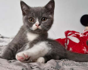 Photo №2 de l'annonce № 146217 de la vente british shorthair - acheter à Pologne éleveur