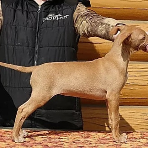 Photo №2 de l'annonce № 6435 de la vente chien du pharaon - acheter à Fédération de Russie éleveur