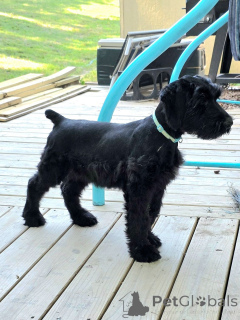 Photo №1. schnauzer géant - à vendre en ville de Monaco | négocié | Annonce №173082