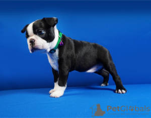 Photos supplémentaires: Chiots Boston terrier