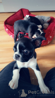 Photo №3. Chiots de Boston Terrier. Pologne