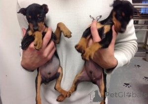 Photo №1. pinscher miniature - à vendre en ville de Leipzig | négocié | Annonce №175167