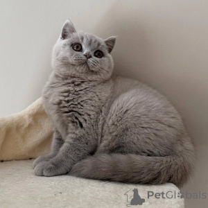 Photo №2 de l'annonce № 155695 de la vente british shorthair - acheter à L'Autriche annonce privée