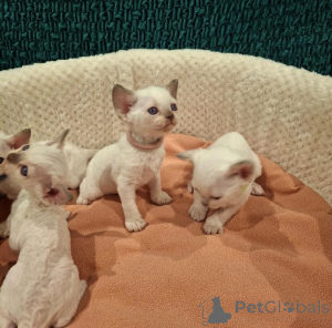 Photo №1. devon rex - à vendre en ville de Neurppin | 450€ | Annonce № 178442