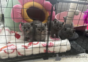 Photo №1. british shorthair - à vendre en ville de Biefeld | 350€ | Annonce № 172288