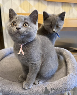 Photo №1. british shorthair - à vendre en ville de Paris | 3€ | Annonce № 156144