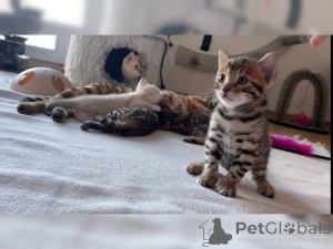 Photo №1. sacré de birmanie - à vendre en ville de Affalterbach | 350€ | Annonce № 147304