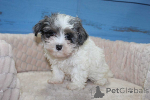 Photo №3. Puppies Maltipoo disponibles maintenant !!. Allemagne