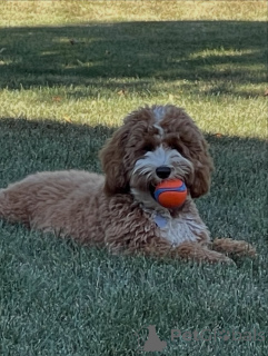 Photo №2 de l'annonce № 157219 de la vente labradoodle - acheter à La finlande annonce privée