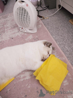 Photo №4. Je vais vendre british shorthair en ville de Badenheim.  - prix - 230€