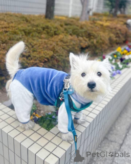 Photo №2 de l'annonce № 144432 de la vente west highland white terrier - acheter à La Grande-Bretagne éleveur