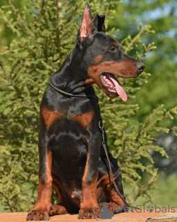 Photo №2 de l'annonce № 147984 de la vente chien bâtard - acheter à Suède annonce privée