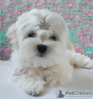 Photo №1. bichon maltais - à vendre en ville de Kiev | 1116€ | Annonce №17845