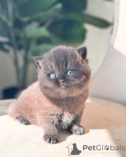 Photo №3. Britisch Kurzhaar Zur Vermittlung. Allemagne