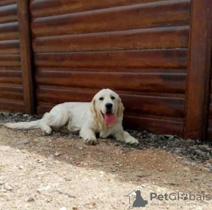 Photos supplémentaires: Chiots Golden Retriever