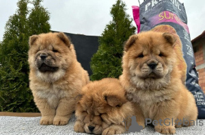 Photos supplémentaires: Chiots Chow-Chow