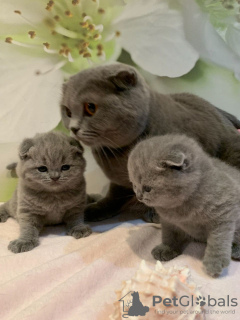 Photo №3. Des chatons Scottish Fold en bonne santé et dressés à domicile sont maintenant. Allemagne