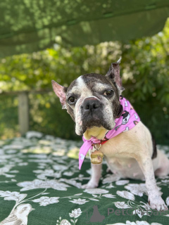 Photo №1. bouledogue - à vendre en ville de Glasgow | négocié | Annonce №151726