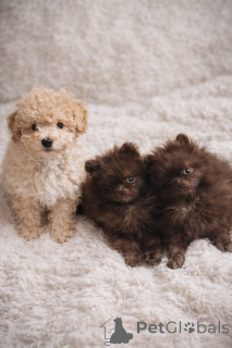 Photo №3. Passeport en chocolat pour chien Spitz/Poméranie miniature !. Pologne