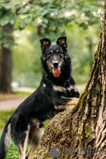 Photo №4. Je vais vendre chien bâtard en ville de Москва. de l'abri - prix - Gratuit