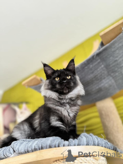 Photo №2 de l'annonce № 138046 de la vente maine coon - acheter à Espagne annonce privée