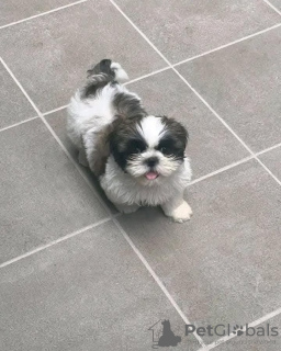 Photo №1. shih tzu - à vendre en ville de Bassersdorf | négocié | Annonce №127624