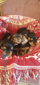 Photo №4. Je vais vendre yorkshire terrier en ville de Брухкёбель. annonce privée - prix - négocié