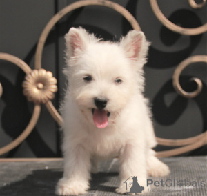 Photos supplémentaires: West Highland White Terrier chiot femelle