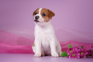 Photo №4. Je vais vendre jack russell terrier en ville de Kirov. éleveur - prix - 350€