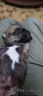 Photo №3. Je vends Chihua Puppy (garçon). Fédération de Russie
