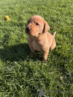 Photo №1. labrador retriever - à vendre en ville de Manchester | négocié | Annonce №166833