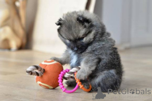 Photo №1. spitz nain - à vendre en ville de Alekšince | négocié | Annonce №167119