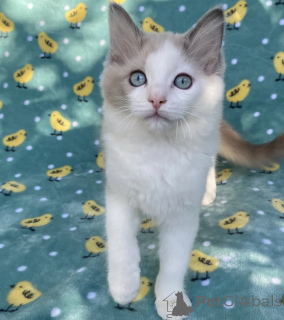 Photo №1. ragdoll - à vendre en ville de California Gully | 2809€ | Annonce № 176610