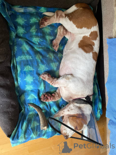 Photo №3. Basset Hound femelle disponible. Allemagne