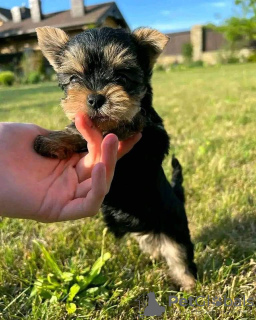 Photo №4. Je vais vendre yorkshire terrier en ville de Амстердам. éleveur - prix - 400€