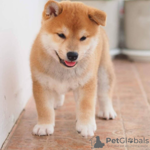 Photo №4. Je vais vendre shiba en ville de Lublica.  - prix - 1200€