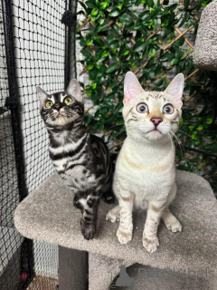 Photo №2 de l'annonce № 152756 de la vente bengal - acheter à Suisse annonce privée